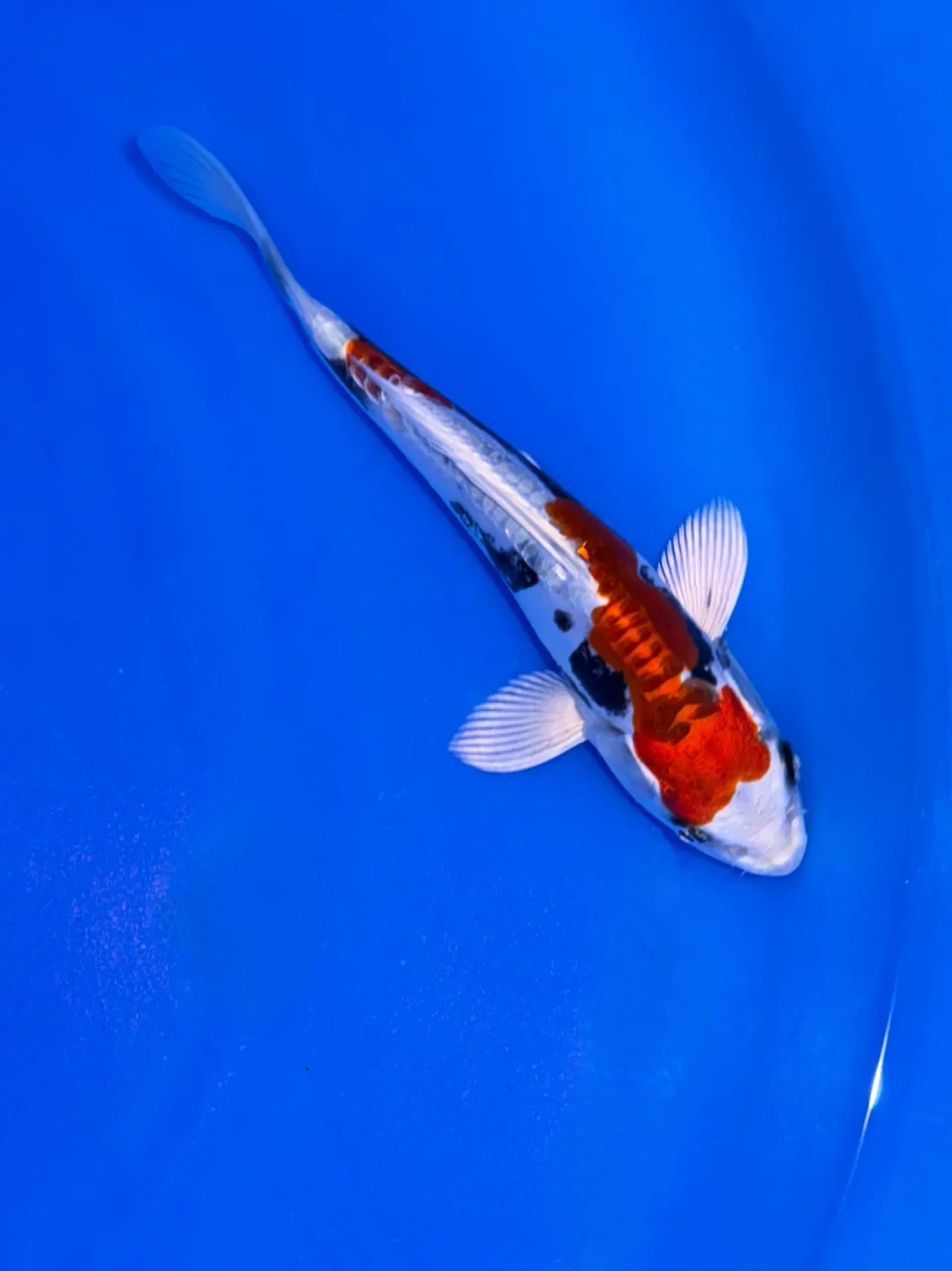 17cm Japanese Imported Beni Kikokuryu - Aokiya - QT9 - 103
