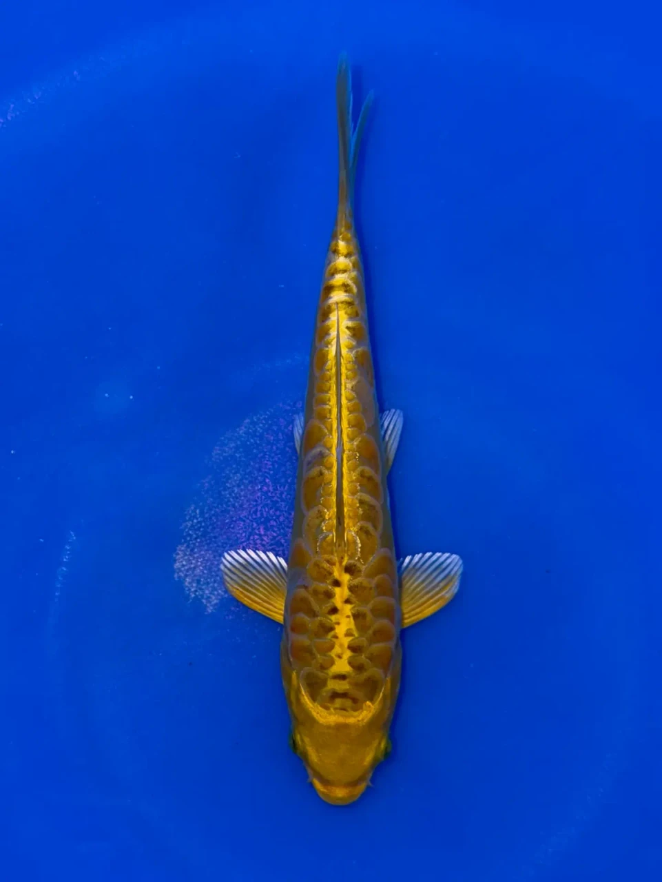 17cm Japanese Imported Aragoke Yellow Dragon - Aokiya - QT9 - 101