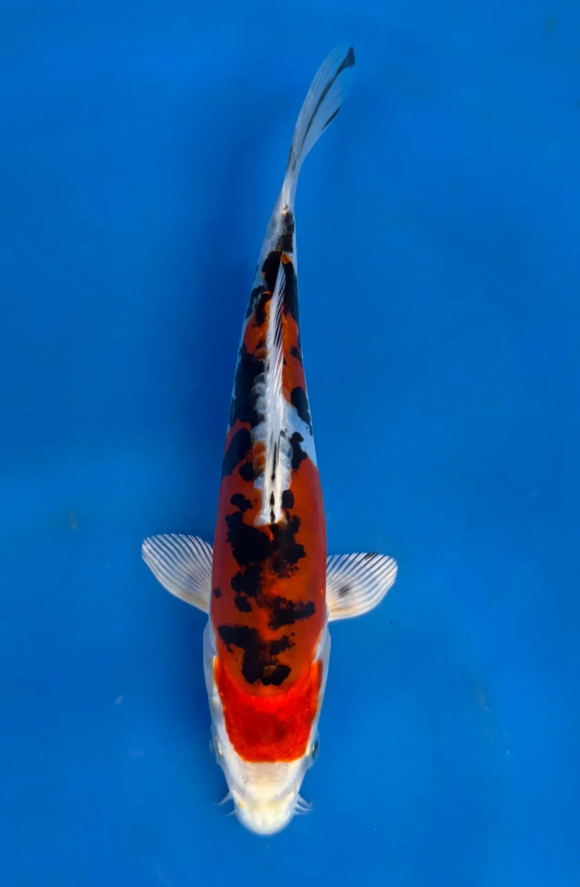16cm Japanese Imported Beni Kikokuryu - QT7-97