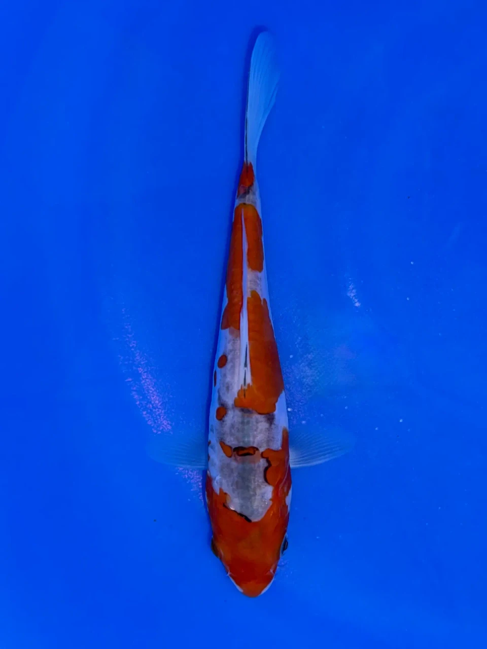 17cm Japanese Imported Doitsu Goshiki - Aokiya - QT9 - 100