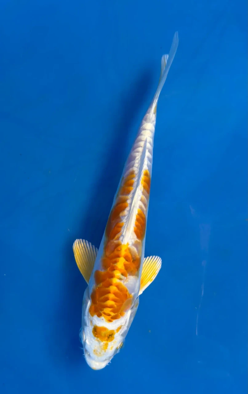 16cm Japanese Imported Yellow Dragon - QT7-96