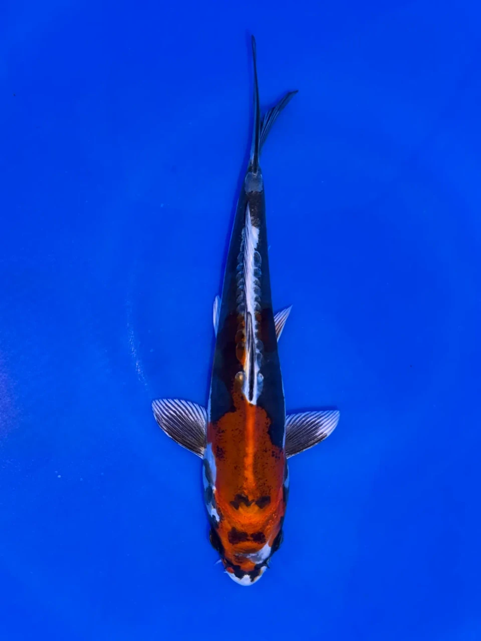 16cm Japanese Imported Beni Kikokuryu - Aokiya - QT9 - 99