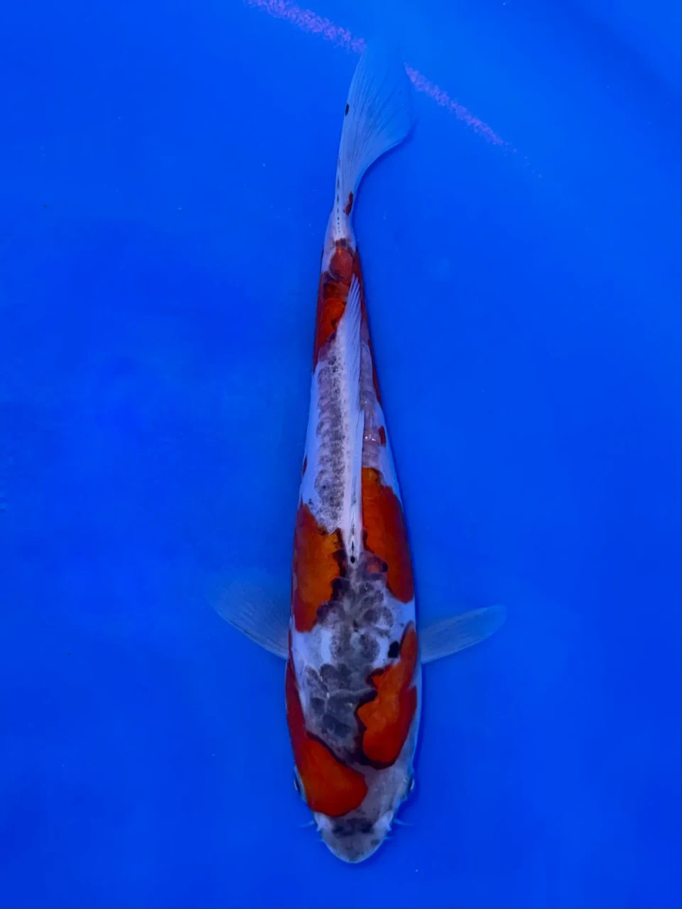 17cm Japanese Imported Doitsu Goshiki - Aokiya - QT9 - 97