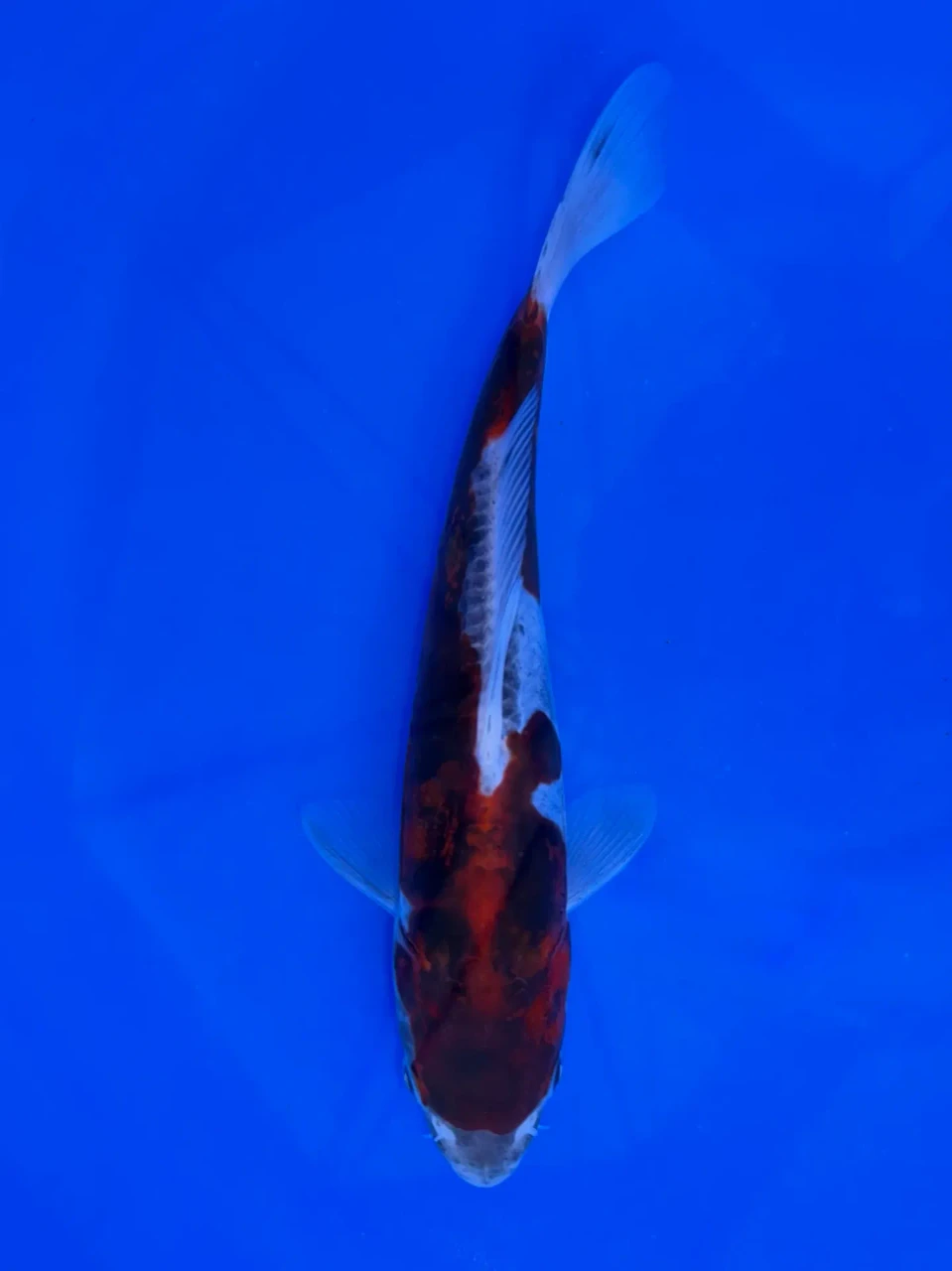 18cm Japanese Imported Doitsu Budo Goromo - Aokiya - QT9 - 96