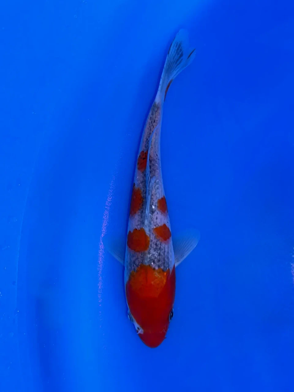 20cm Japanese Imported Goshiki - Aokiya - QT9 - 93