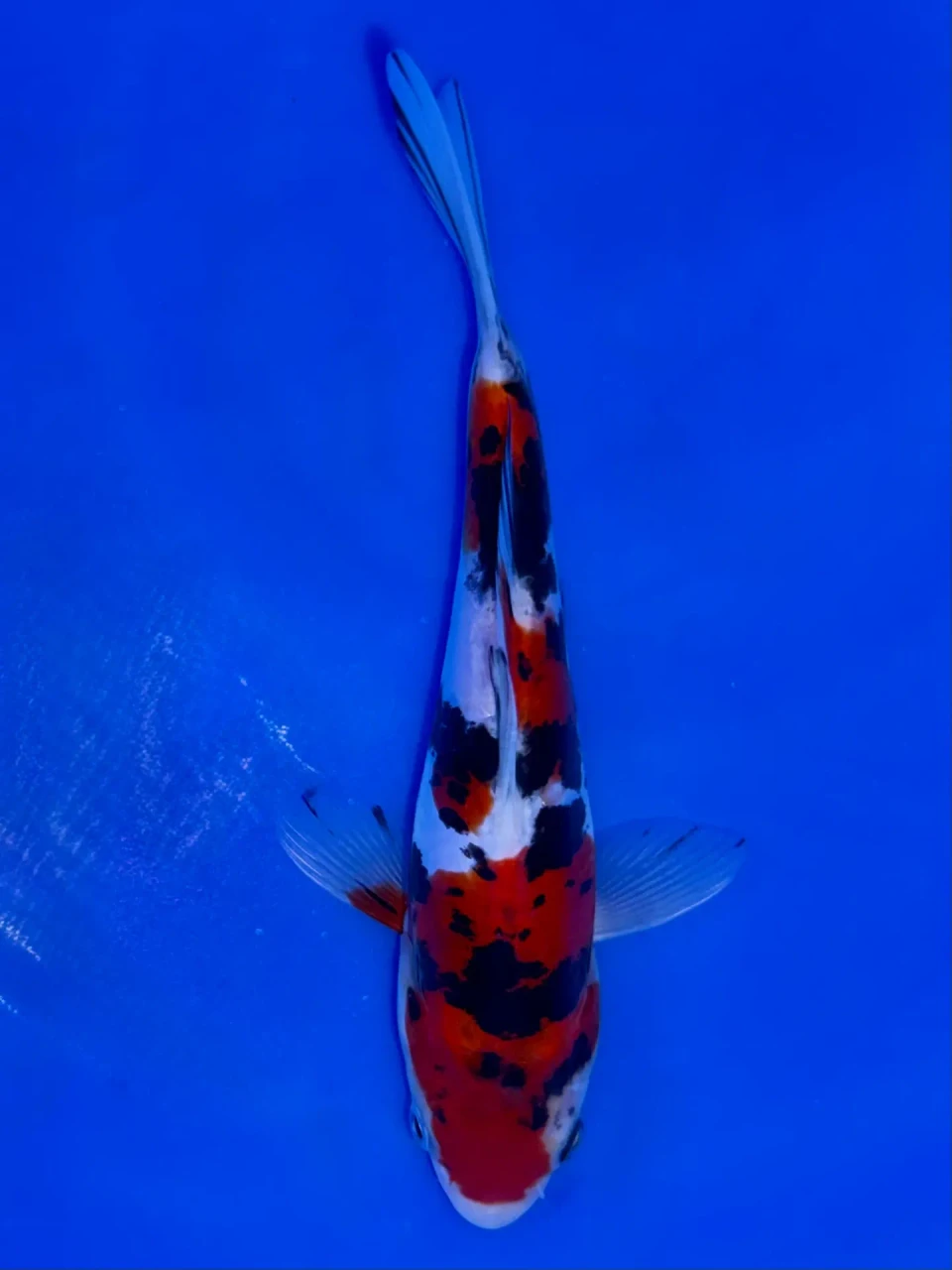 17cm Japanese Imported Doitsu Showa - Aokiya - QT9 - 88
