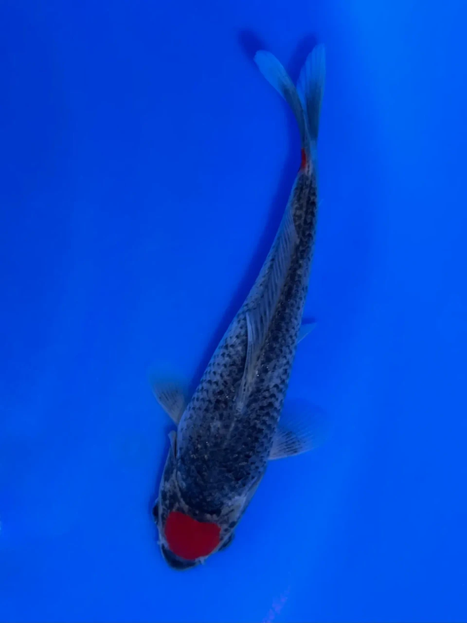 16cm Japanese Imported Tancho Goshiki - Aokiya - QT9 - 86