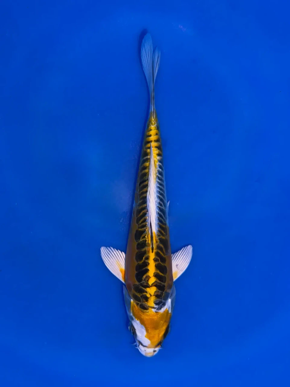 17cm Japanese Imported Yellow Dragon - Aokiya - QT9 - 85
