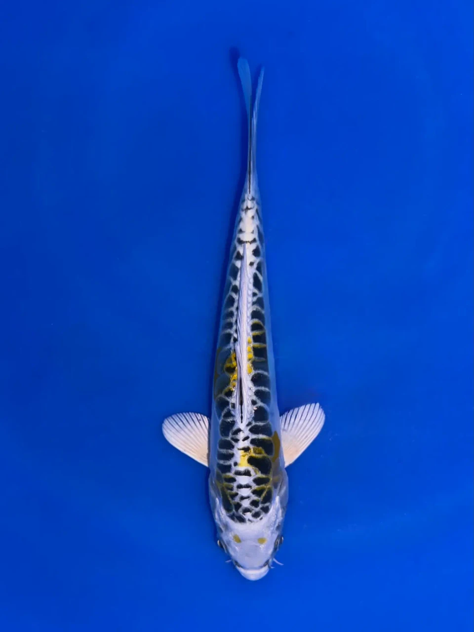 18cm Japanese Imported Aragoke Yellow Dragon - Aokiya - QT9 - 84