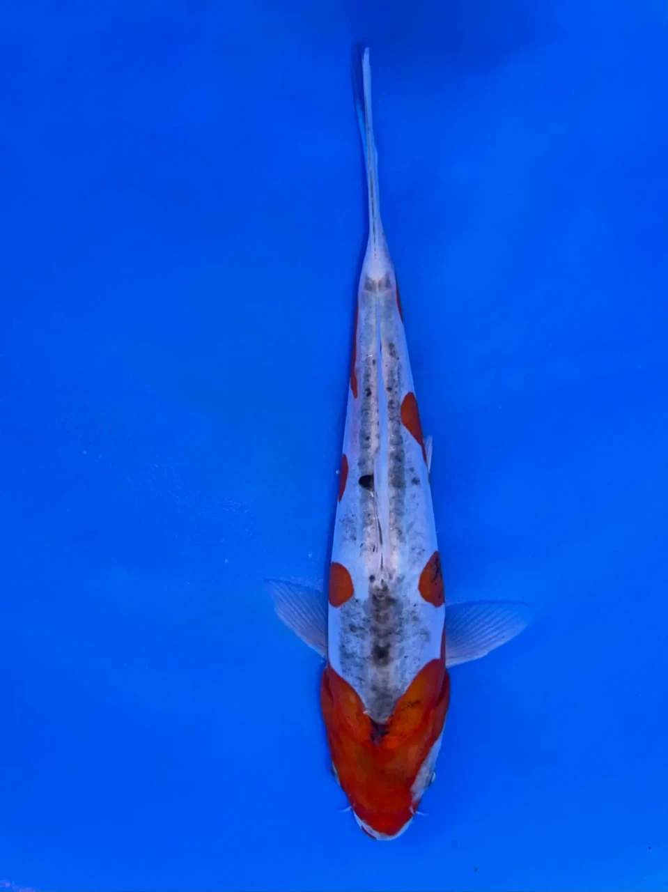 17cm Japanese Imported Doitsu Goshiki - Aokiya - QT9 - 80
