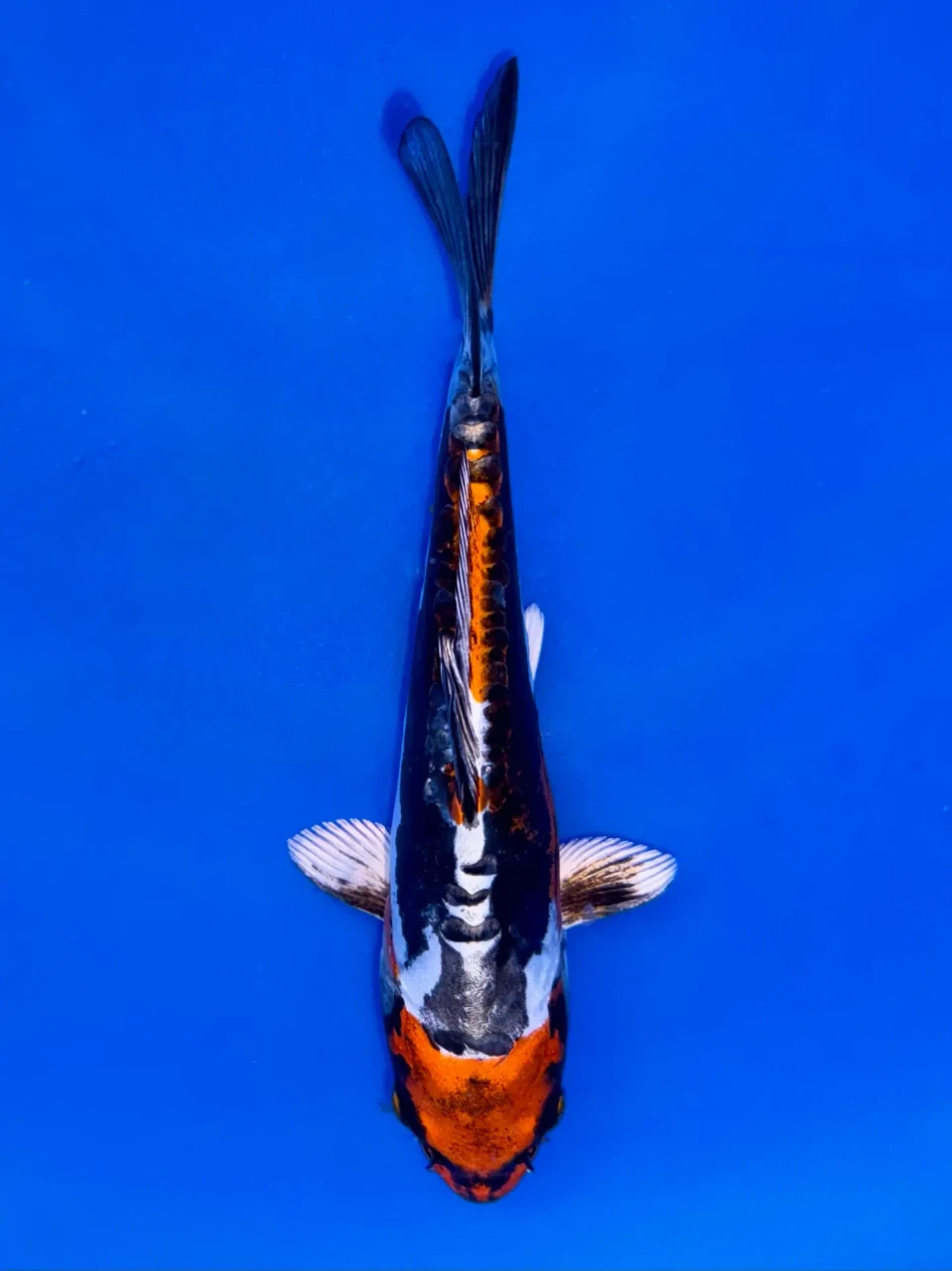 18cm Japanese Imported Beni Kikokuryu - Aokiya - QT9 - 79