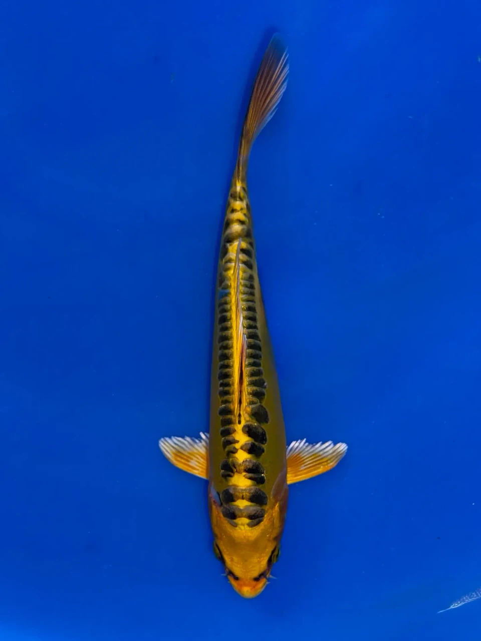20cm Japanese Imported Yellow Dragon - Aokiya - QT9 - 78
