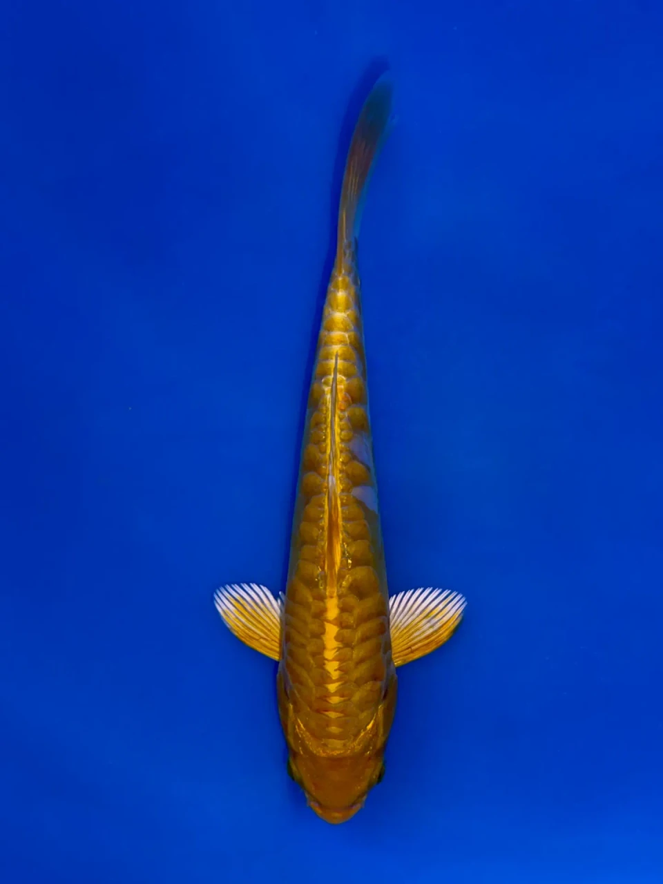 19cm Japanese Imported Aragoke Yellow Dragon - Aokiya - QT9 - 77