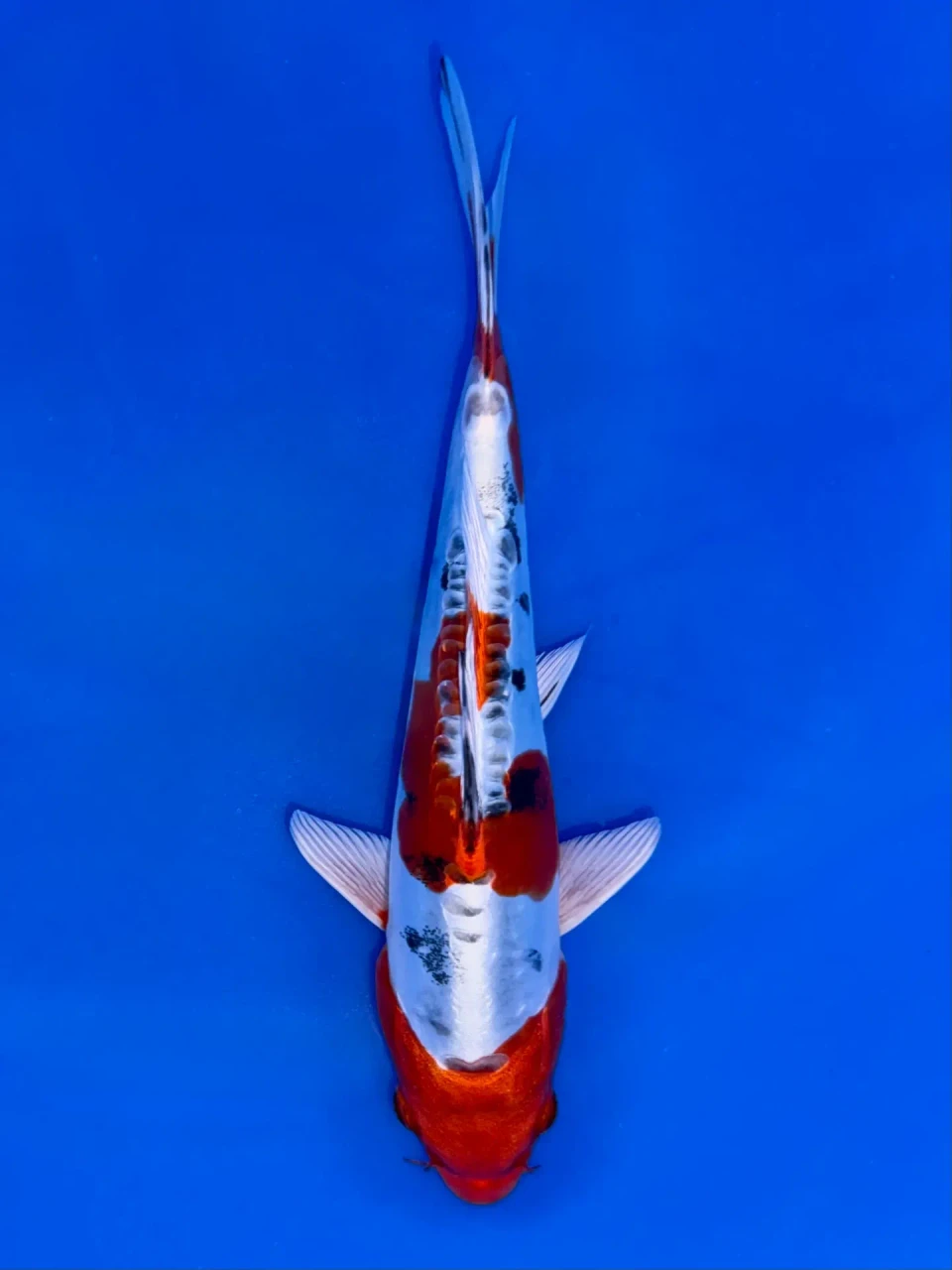 18cm Japanese Imported Beni Kikokuryu - Aokiya - QT9 - 75