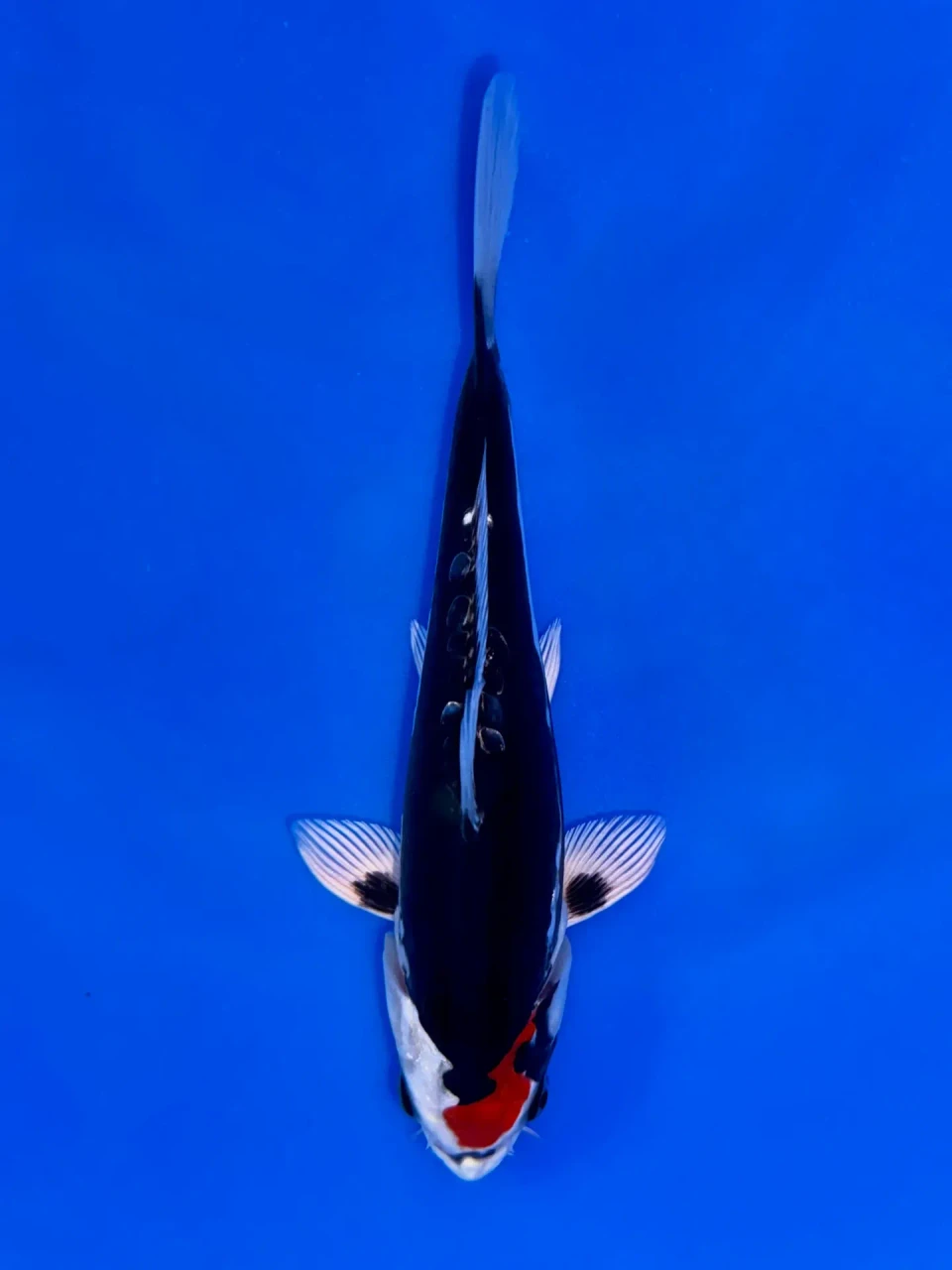16cm Japanese Imported Beni Kikokuryu - Aokiya - QT9 - 73