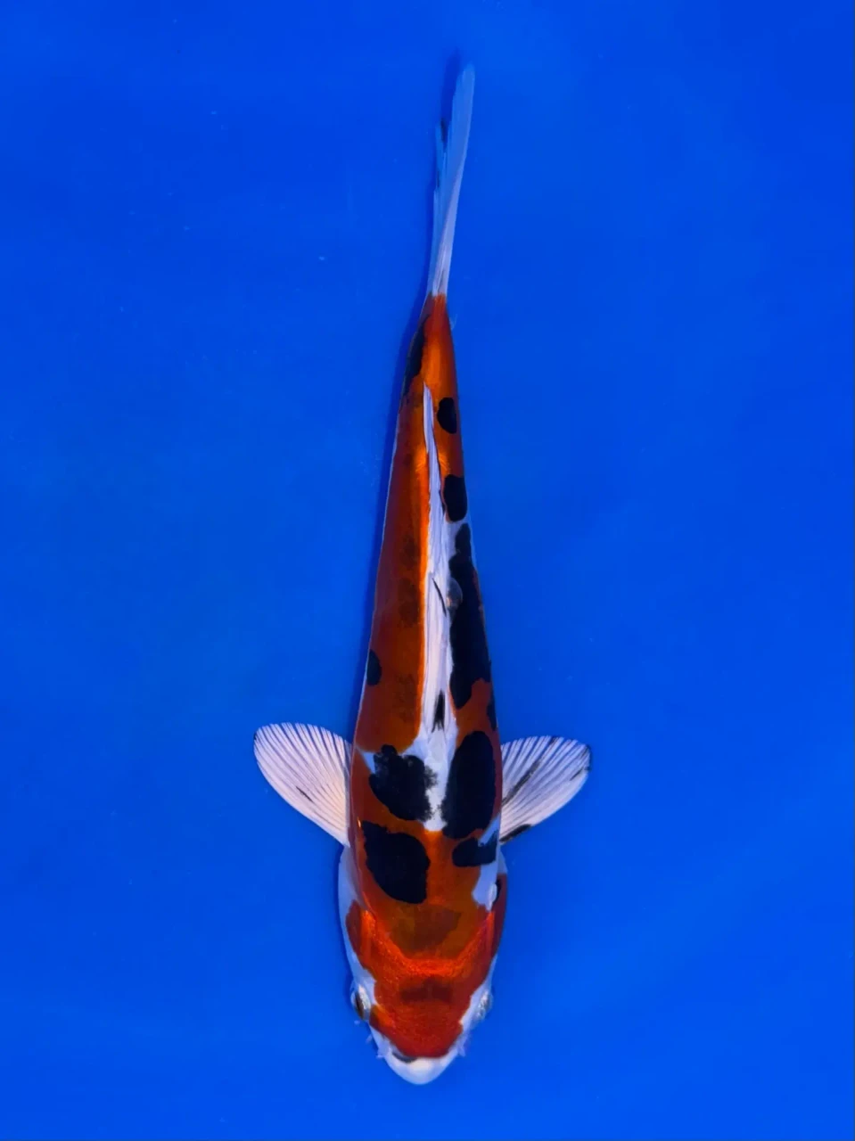 16cm Japanese Imported Beni Kikokuryu - Aokiya - QT9 - 72
