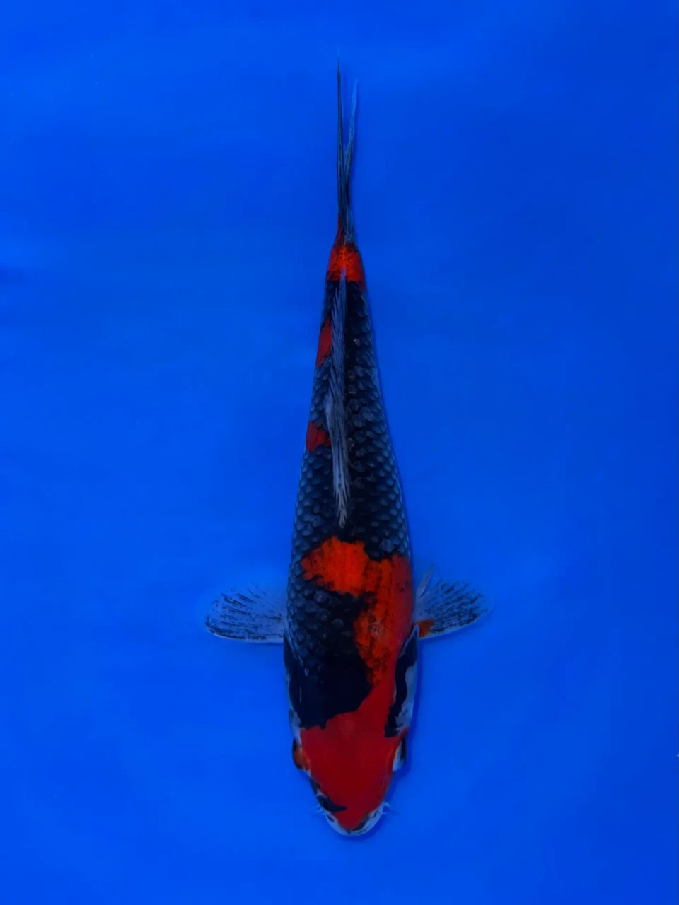 16cm Japanese Imported Goshiki - Aokiya - QT9 - 71