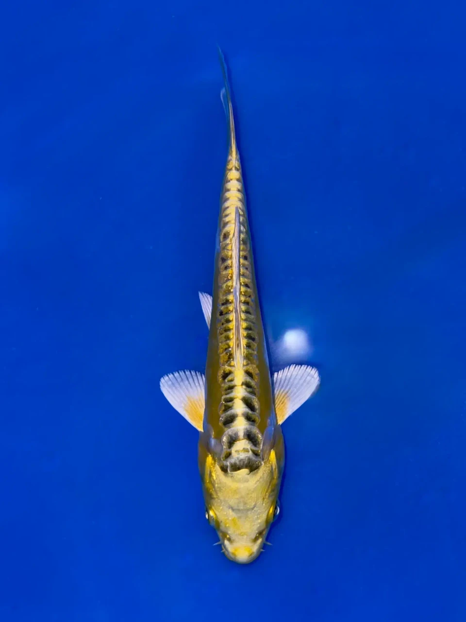 17cm Japanese Imported Yellow Dragon - Aokiya - QT9 - 70