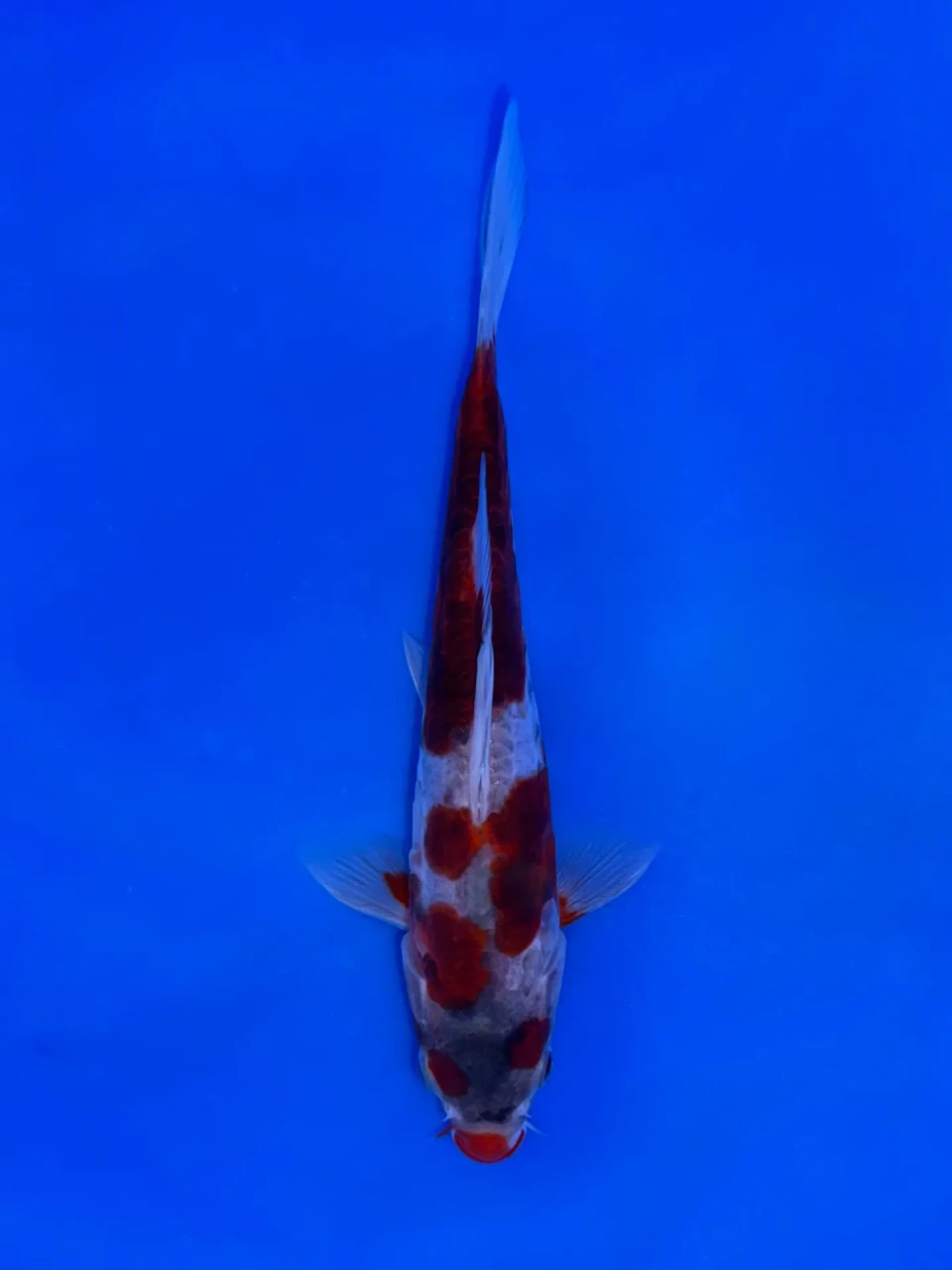 17cm Japanese Imported Doitsu Koromo - Aokiya - QT9 - 69