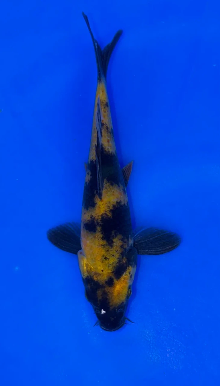 16cm Japanese Imported Ki Utsuri – Maruhiro – QT9 - 68