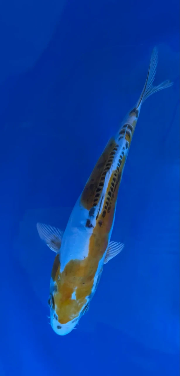 16cm Japanese Imported Yellow Dragon - Aokiya - QT11 - 3