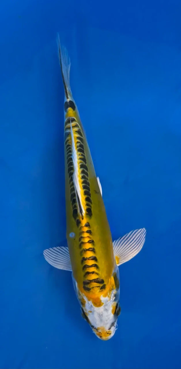 17cm Japanese imported Yellow Dragon - Aokiya - QT-11 - 6