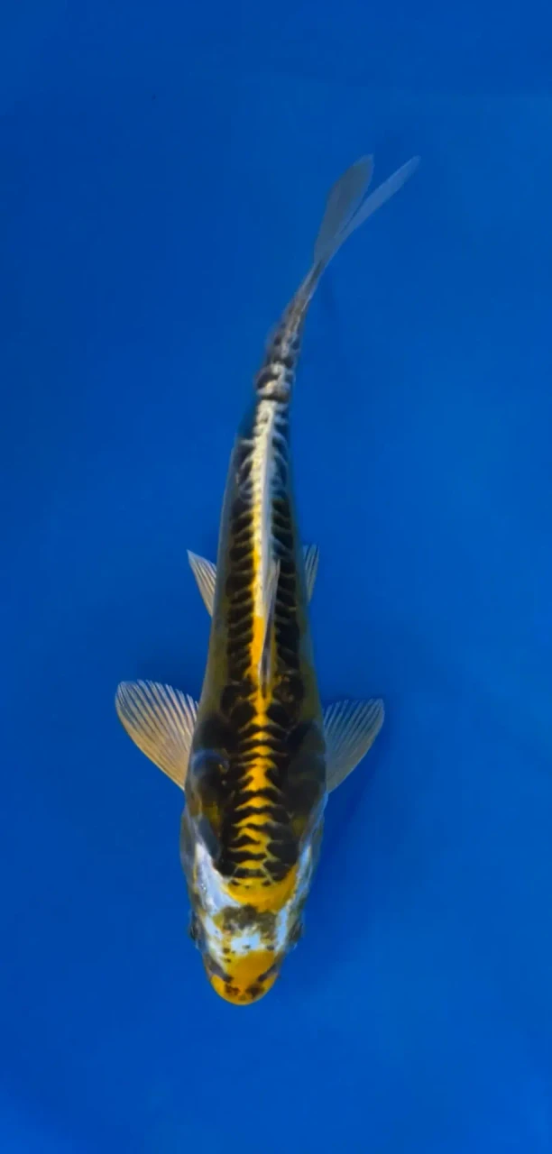 14cm Japanese imported Yellow Dragon - Aokiya - QT-11 - 10