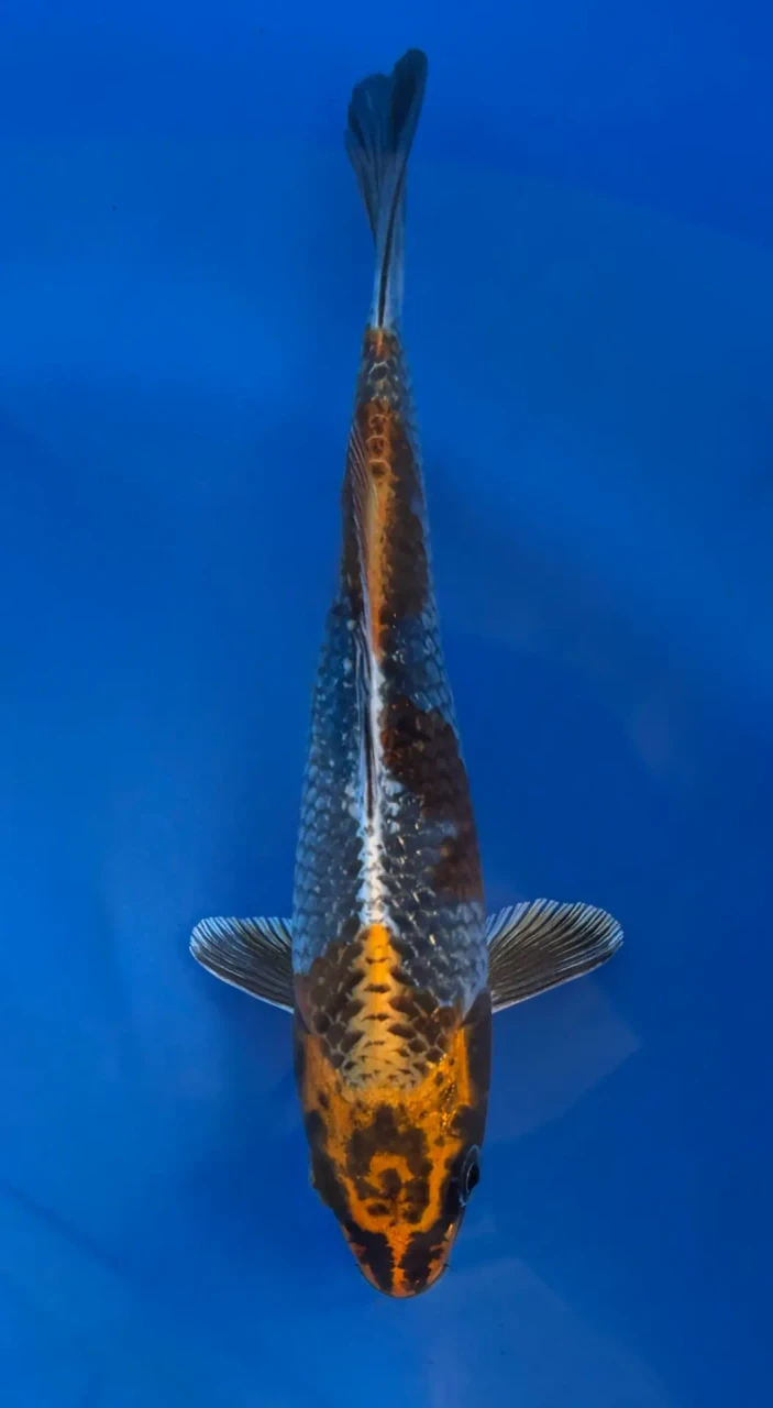 15cm Japanese imported Beni Kikokuryu - Aokiya - QT-11 - 17