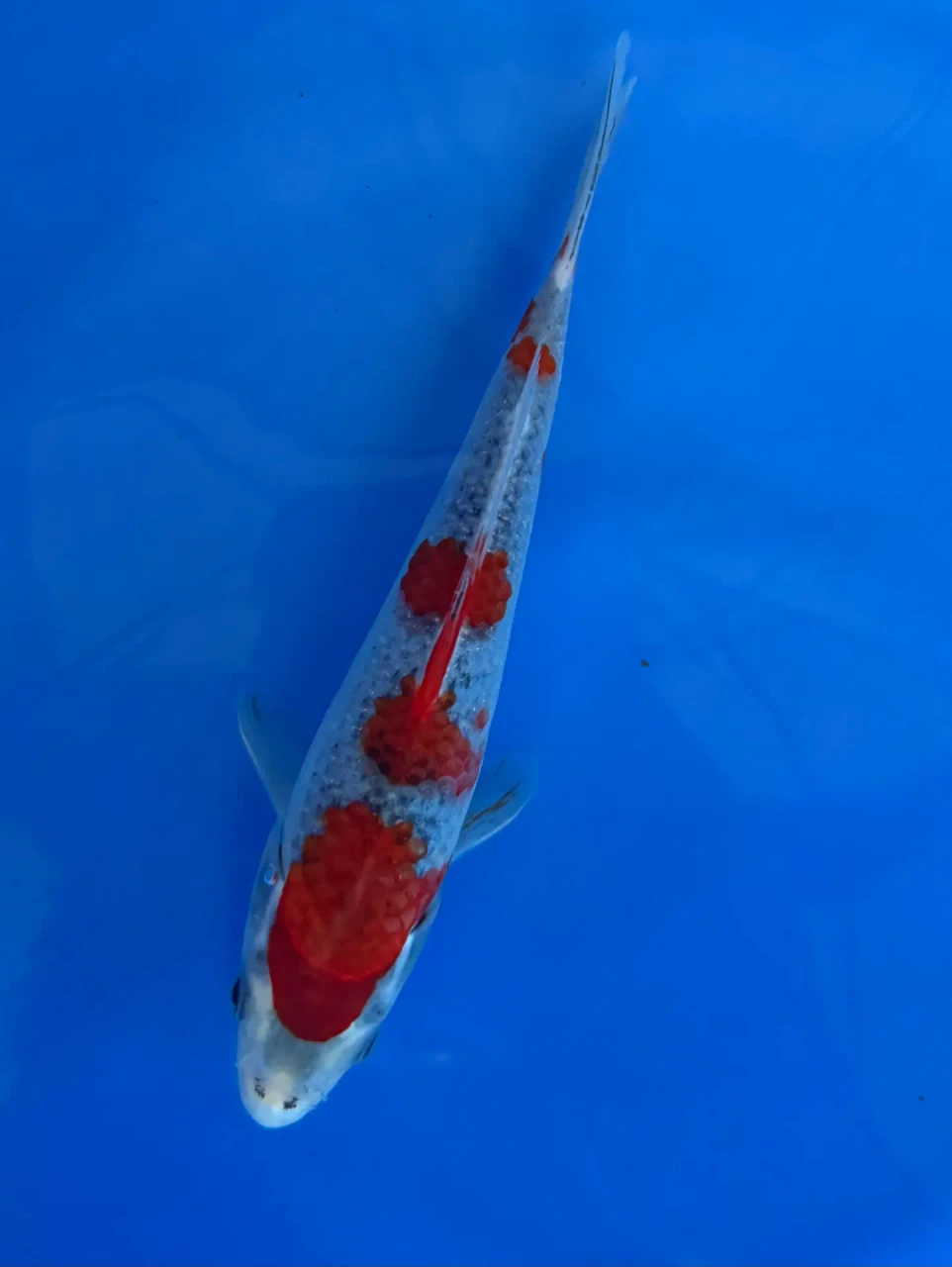 16cm Japanese Imported Goshiki - Aokiya - QT-11 - 132