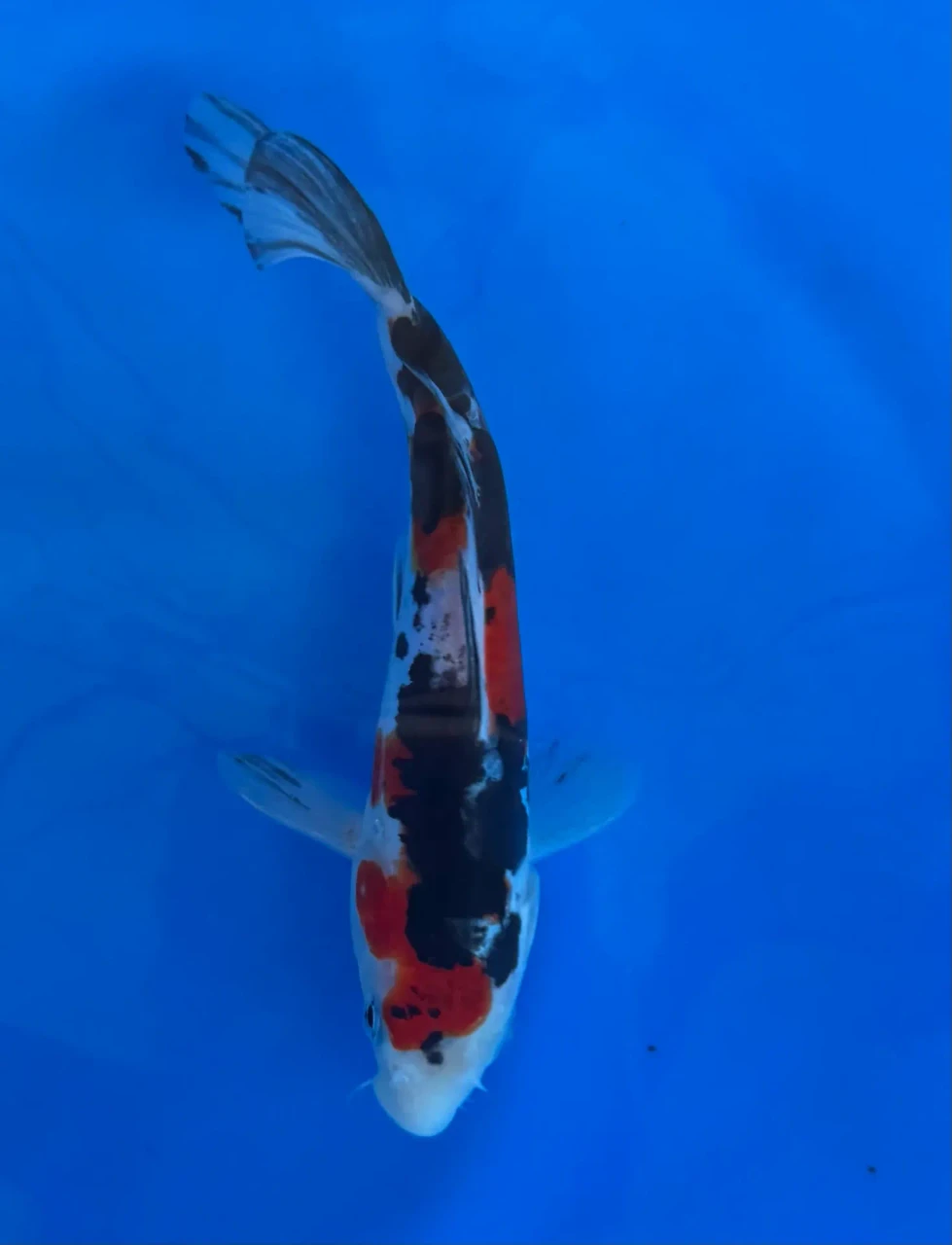 15cm Japanese Imported Doitsu Showa - Aokiya - QT-11 - 134
