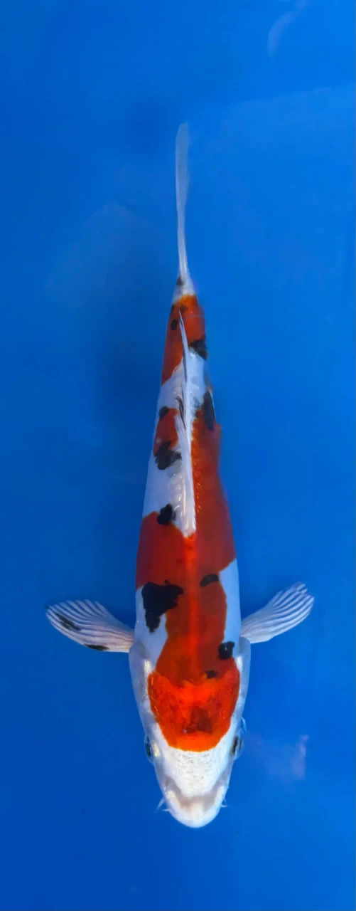 16cm Japanese imported Beni Kikokuryu - Aokiya - QT-11 - 19