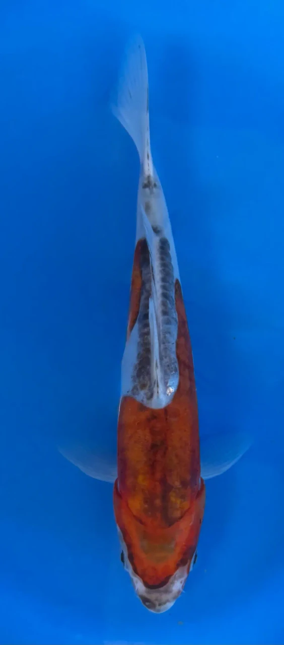15cm Japanese imported Doitsu Goshiki - Aokiya - QT-11 - 21