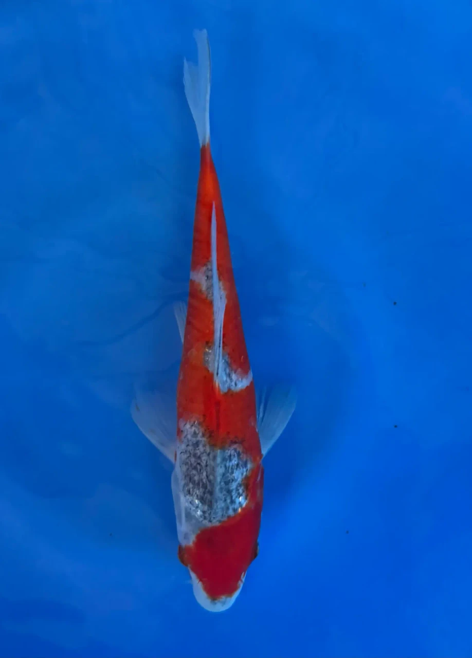 17cm Japanese Imported Goshiki - Aokiya - QT-11 - 136