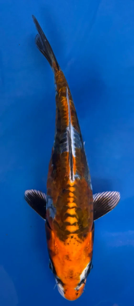 16cm Japanese imported Beni Kikokuryu - Aokiya - QT-11 - 22