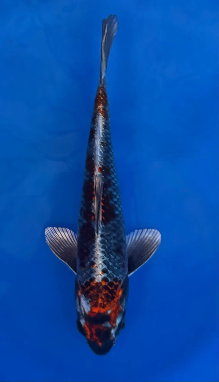 16cm Japanese Imported Kujaku - Aokiya - QT-11 - 139