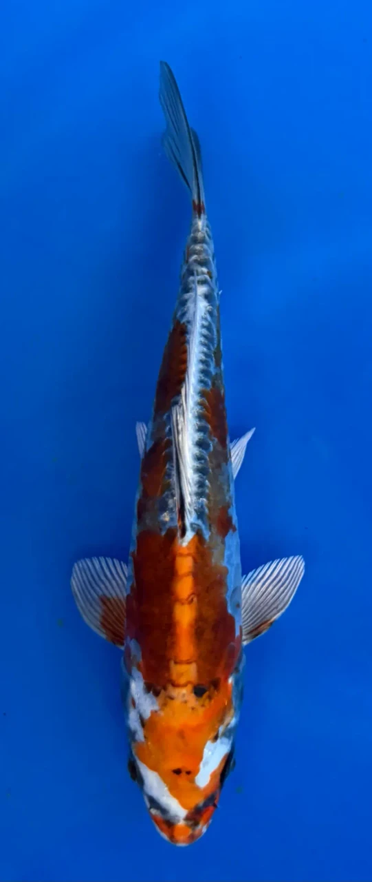 16cm Japanese imported Beni Kikokuryu - Aokiya - QT-11 - 84