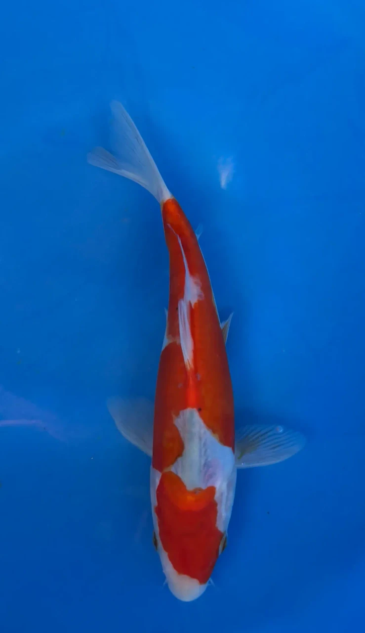 16cm Japanese imported Kohaku - Aokiya - QT-11 - 65