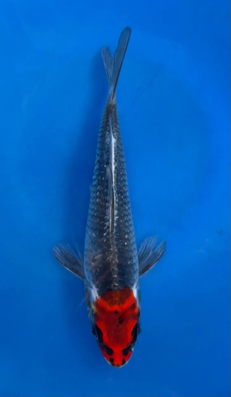 16cm Japanese imported Beni Kikokuryu - Aokiya - QT-11 - 63