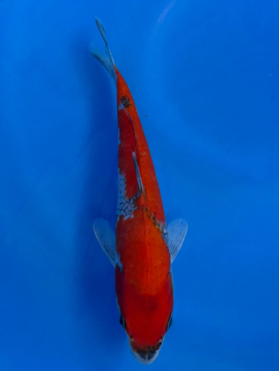 16cm Japanese imported Goshiki - Aokiya - QT-11 - 61