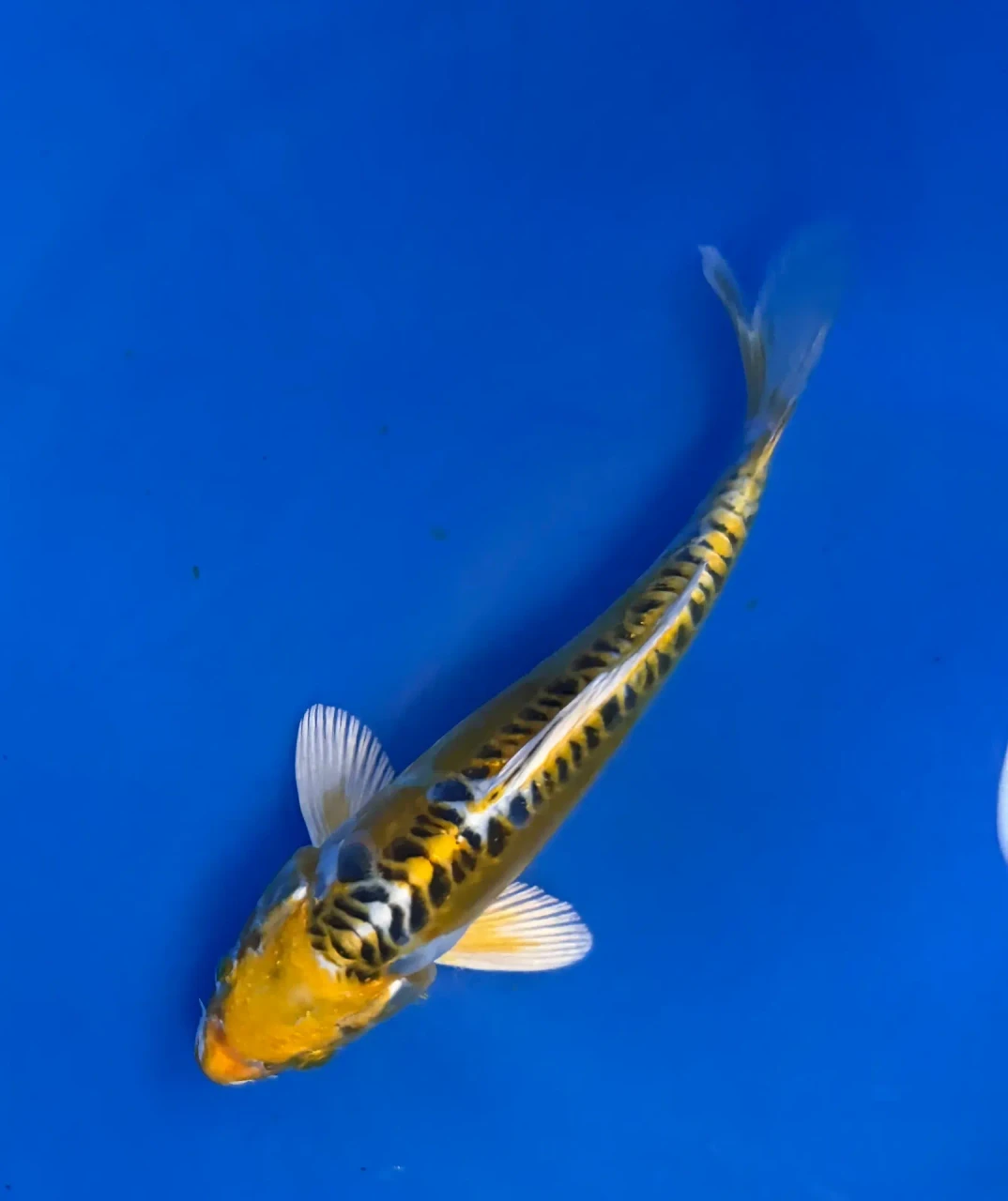 16cm Japanese Imported Yellow Dragon - Aokiya - QT-11 - 98