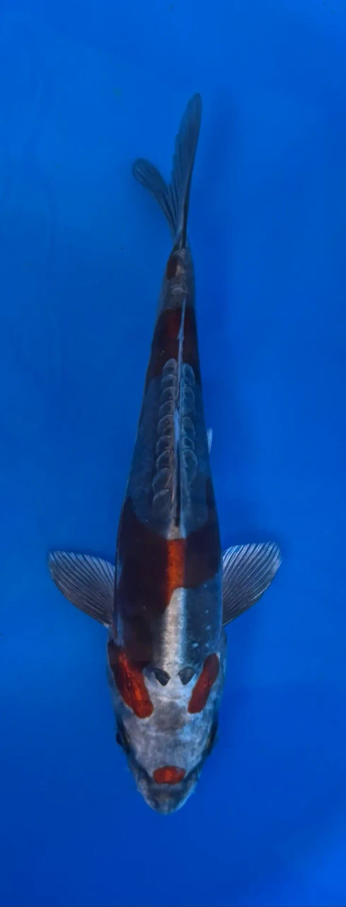 16cm Japanese imported Beni Kikokuryu - Aokiya - QT-11 - 55