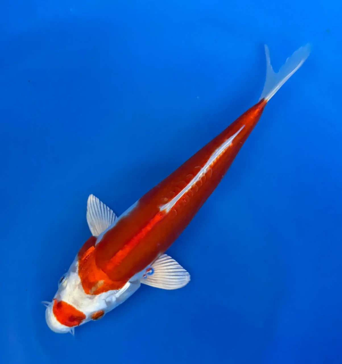 17cm Japanese Imported Kikusui - Aokiya - QT-11 - 95