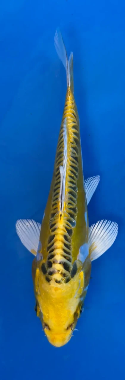 16cm Japanese imported Yellow Dragon - Aokiya - QT-11 - 53