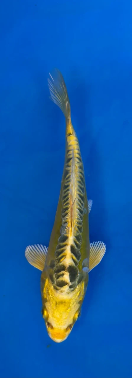 16cm Japanese imported Yellow Dragon - Aokiya - QT-11 - 52