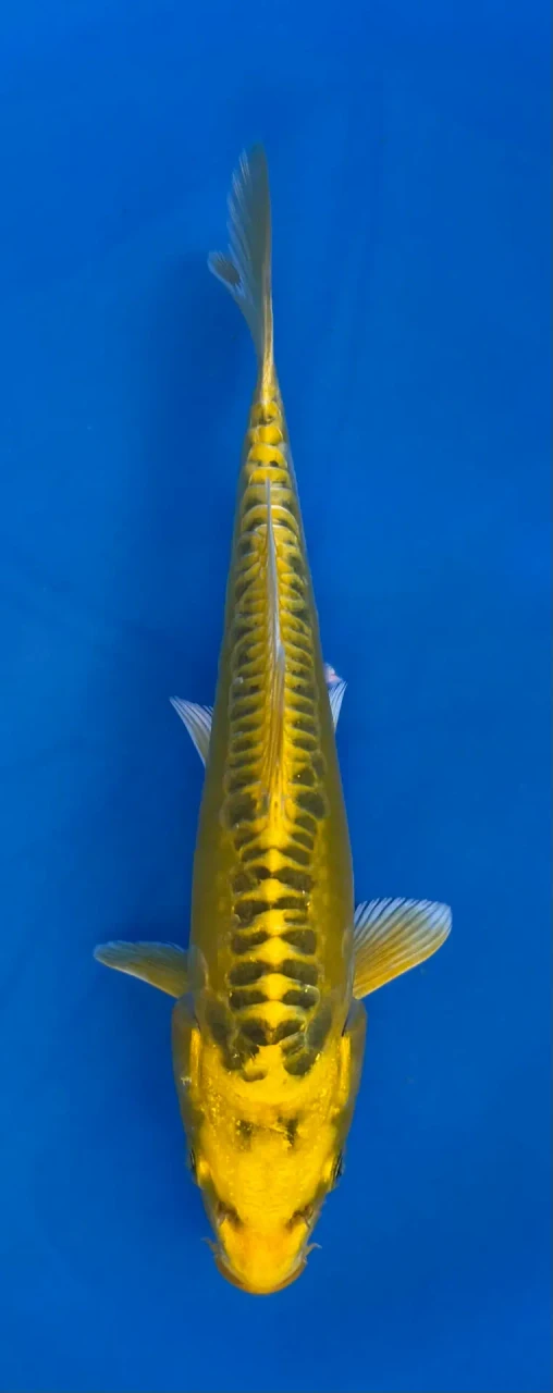 16cm Japanese imported Yellow Dragon - Aokiya - QT-11 - 51