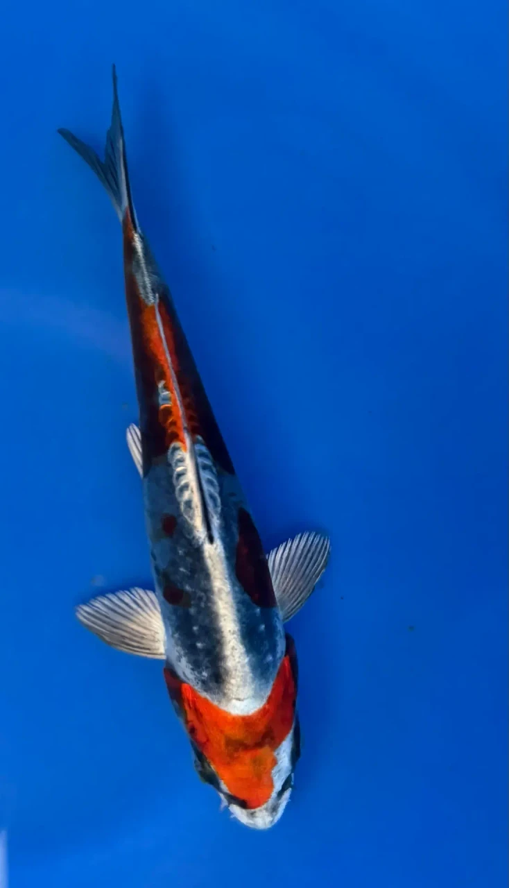 15cm Japanese Imported Beni Kikokuryu - Aokiya - QT-11 - 93