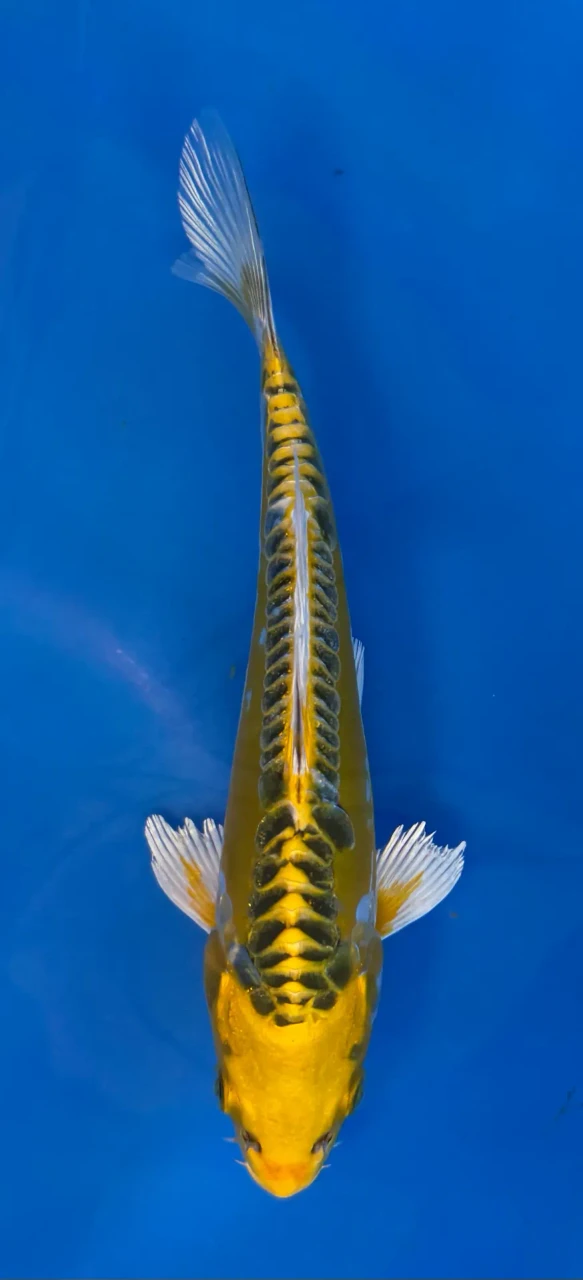 16cm Japanese imported Yellow Dragon - Aokiya - QT-11 - 43