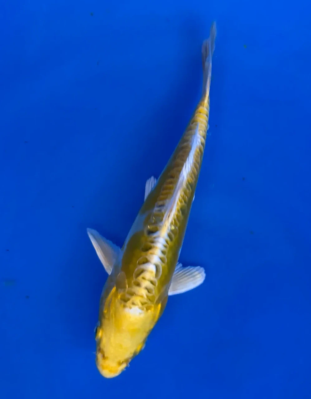 16cm Japanese Imported Yellow Dragon - Aokiya - QT-11 - 91