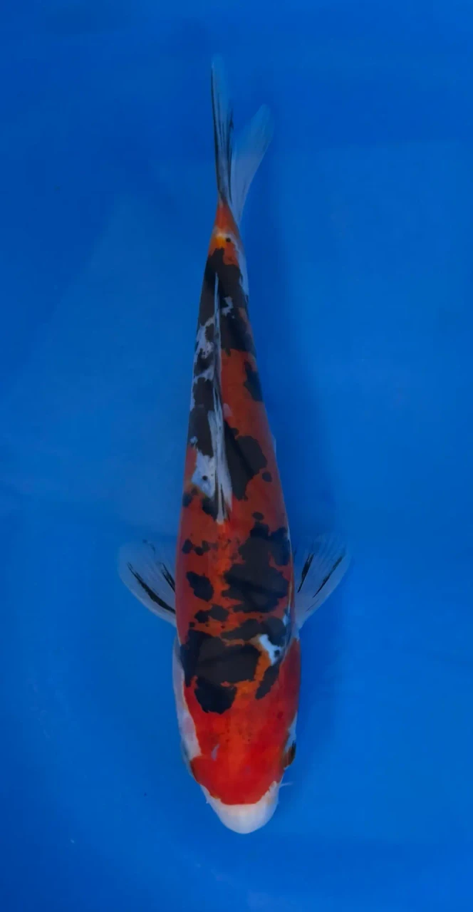 15cm Japanese imported Doitsu Sanke - Aokiya - QT-11 - 41