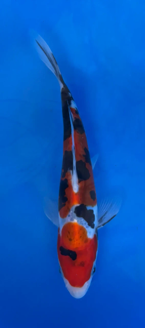 16cm Japanese imported Doitsu Sanke - Aokiya - QT-11 - 40